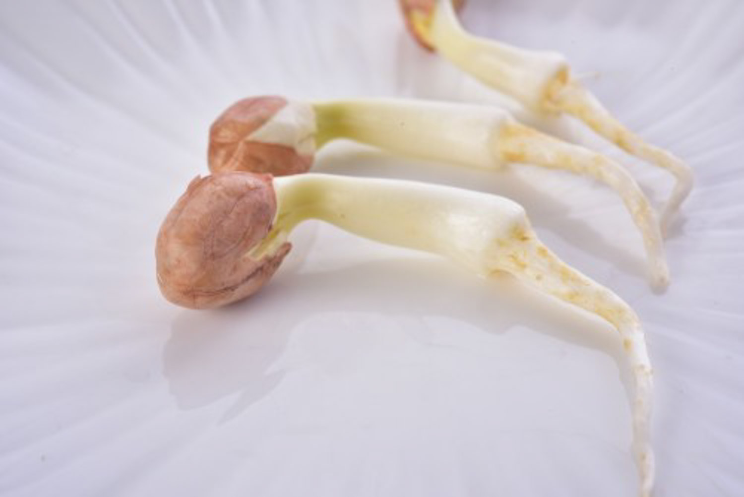 花生水培，蔬菜变盆栽，你还只当他是个菜吗