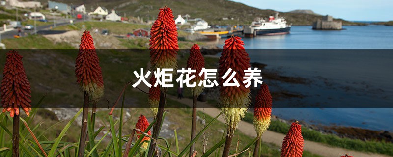 火炬花