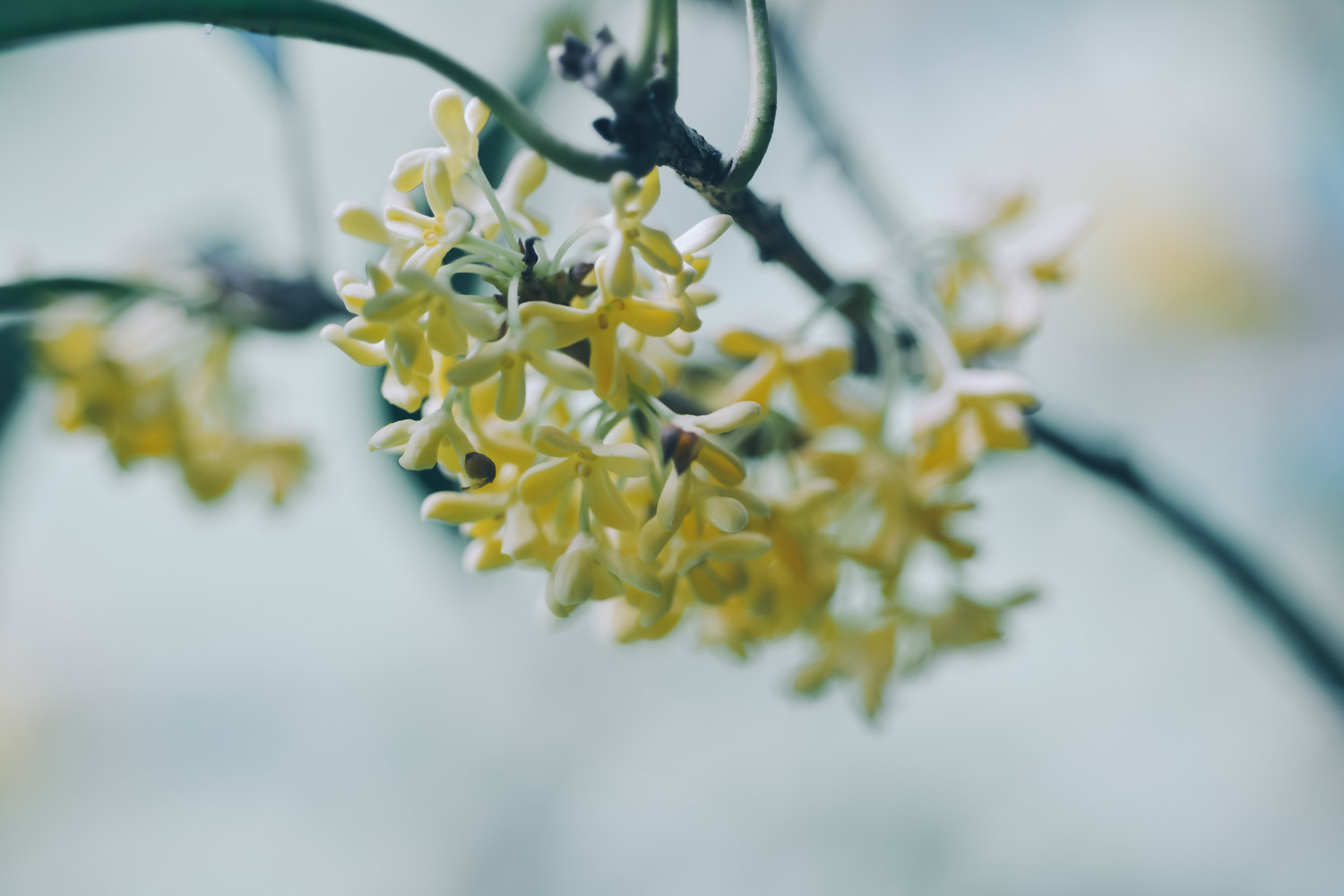 巢湖适合养什么花，市花和市树是什么