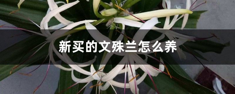 文殊兰