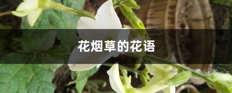 花烟草
