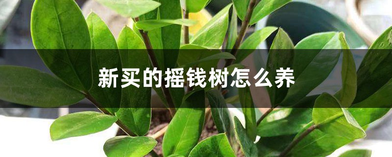 摇钱树