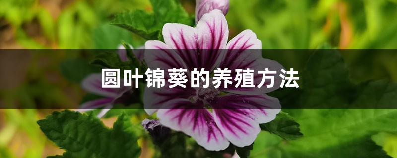 锦葵