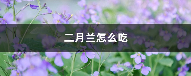 二月兰