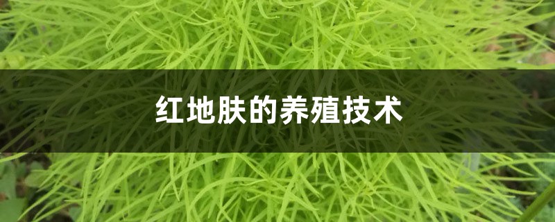 地肤
