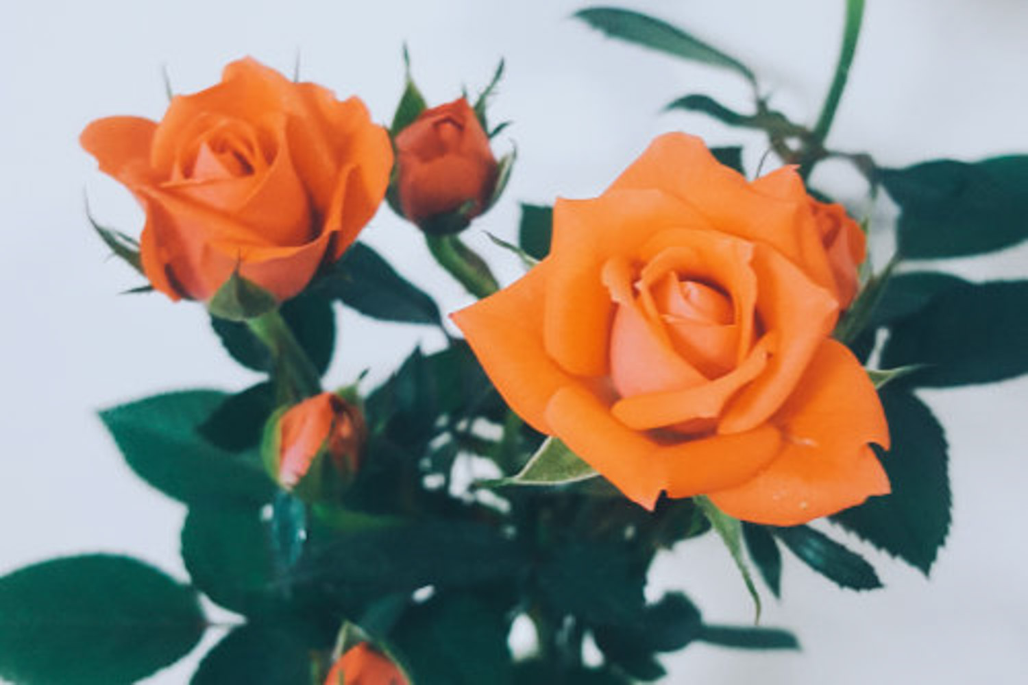 月季花烂根怎么办