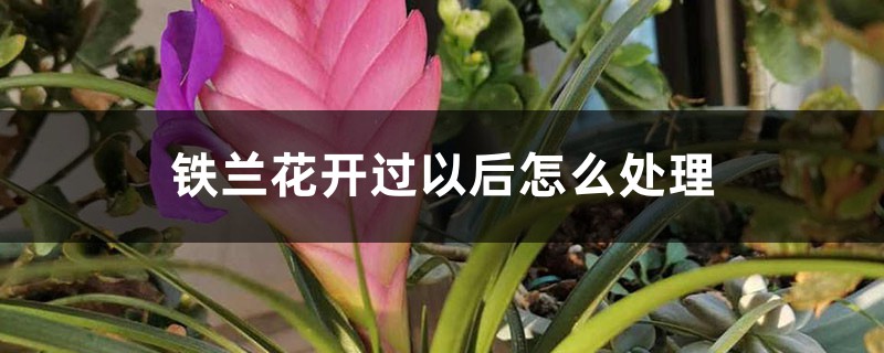 铁兰