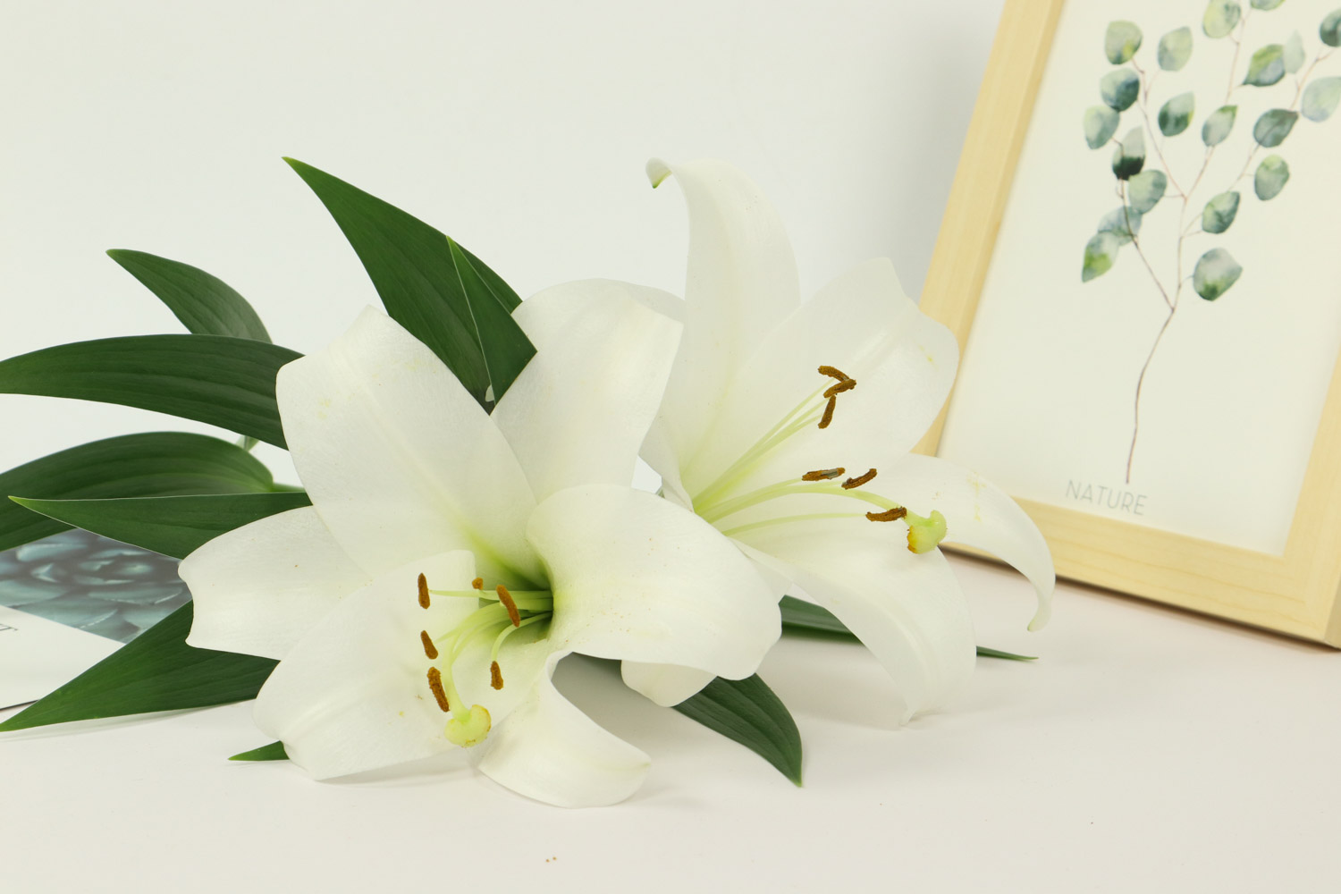 百合花叶子发黄是怎么回事，怎么救