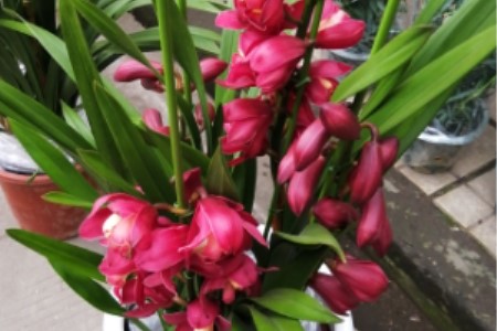 大花蕙兰掉花苞怎么办，有花苞了怎么浇水