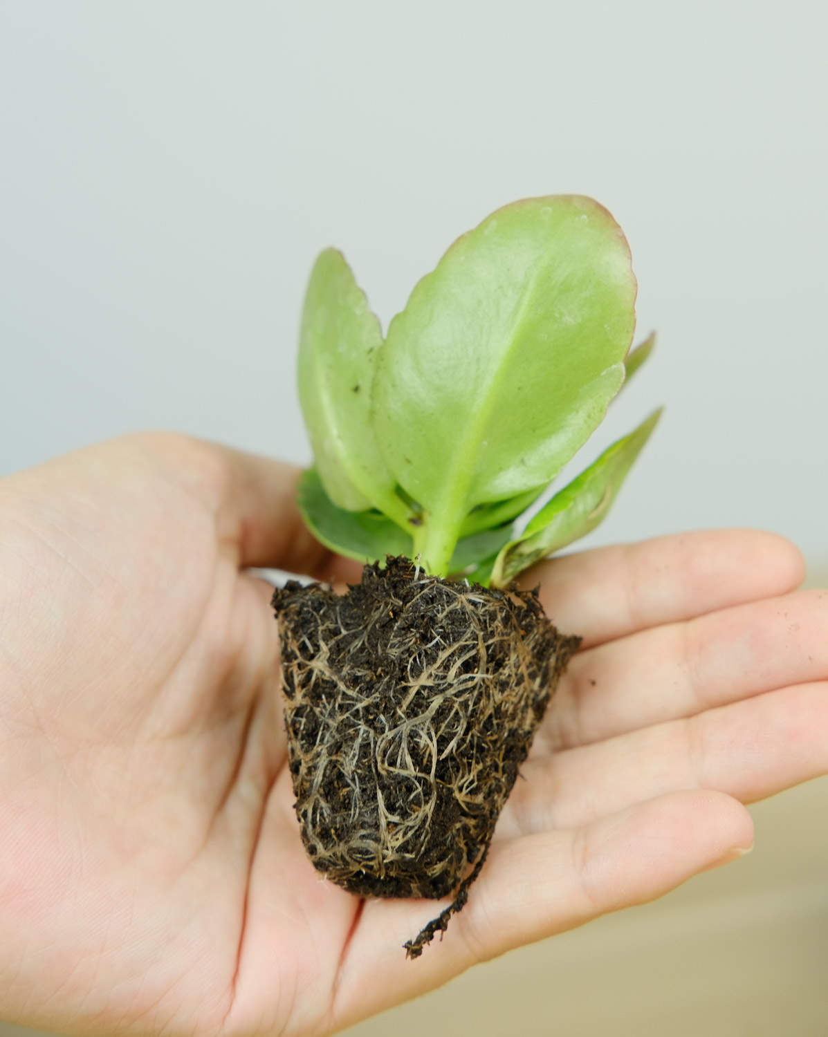 长寿花花茎发黑怎么办？