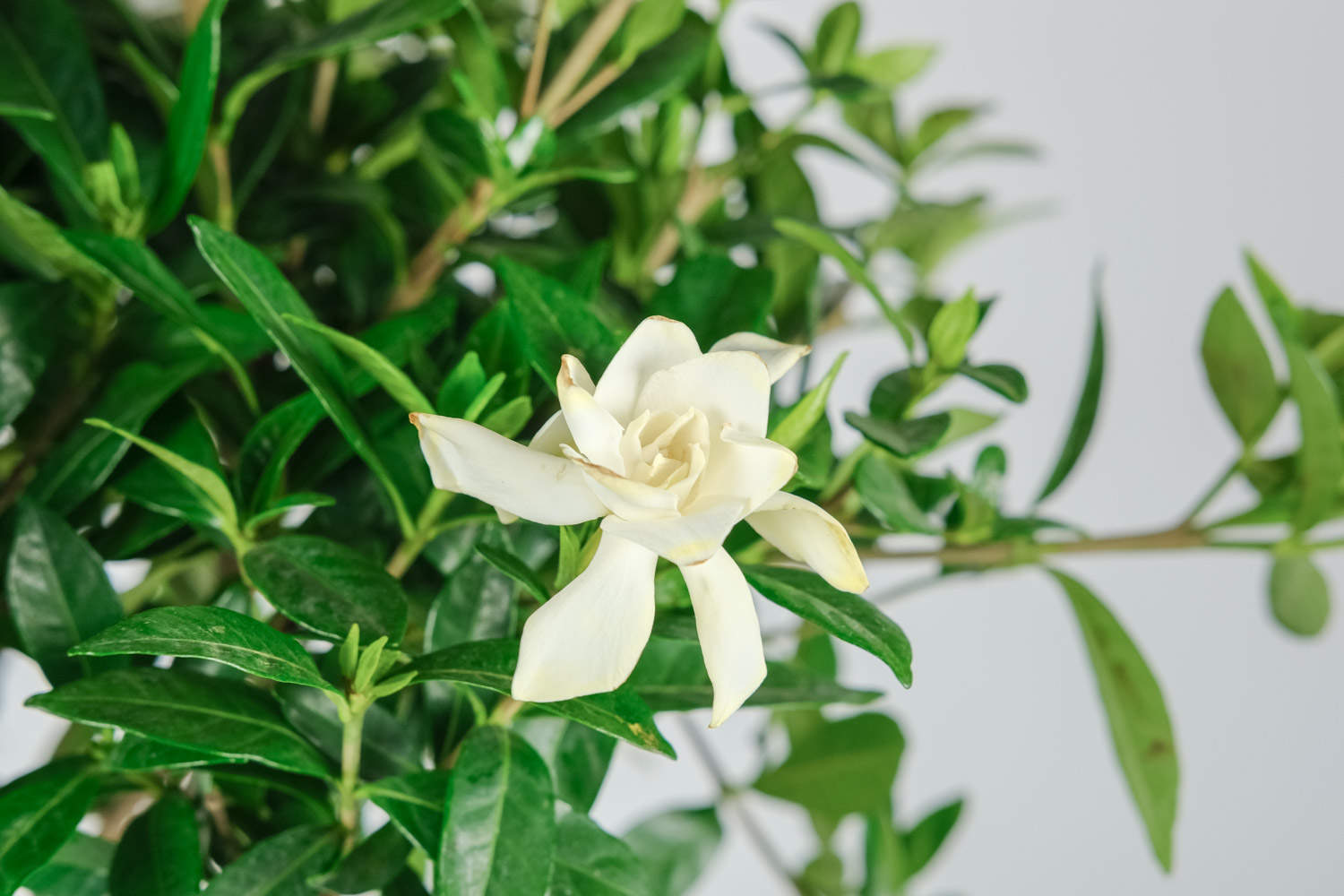 栀子花的养殖方法和注意事项