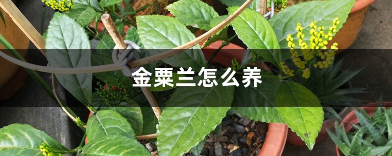 金粟兰