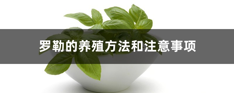 罗勒