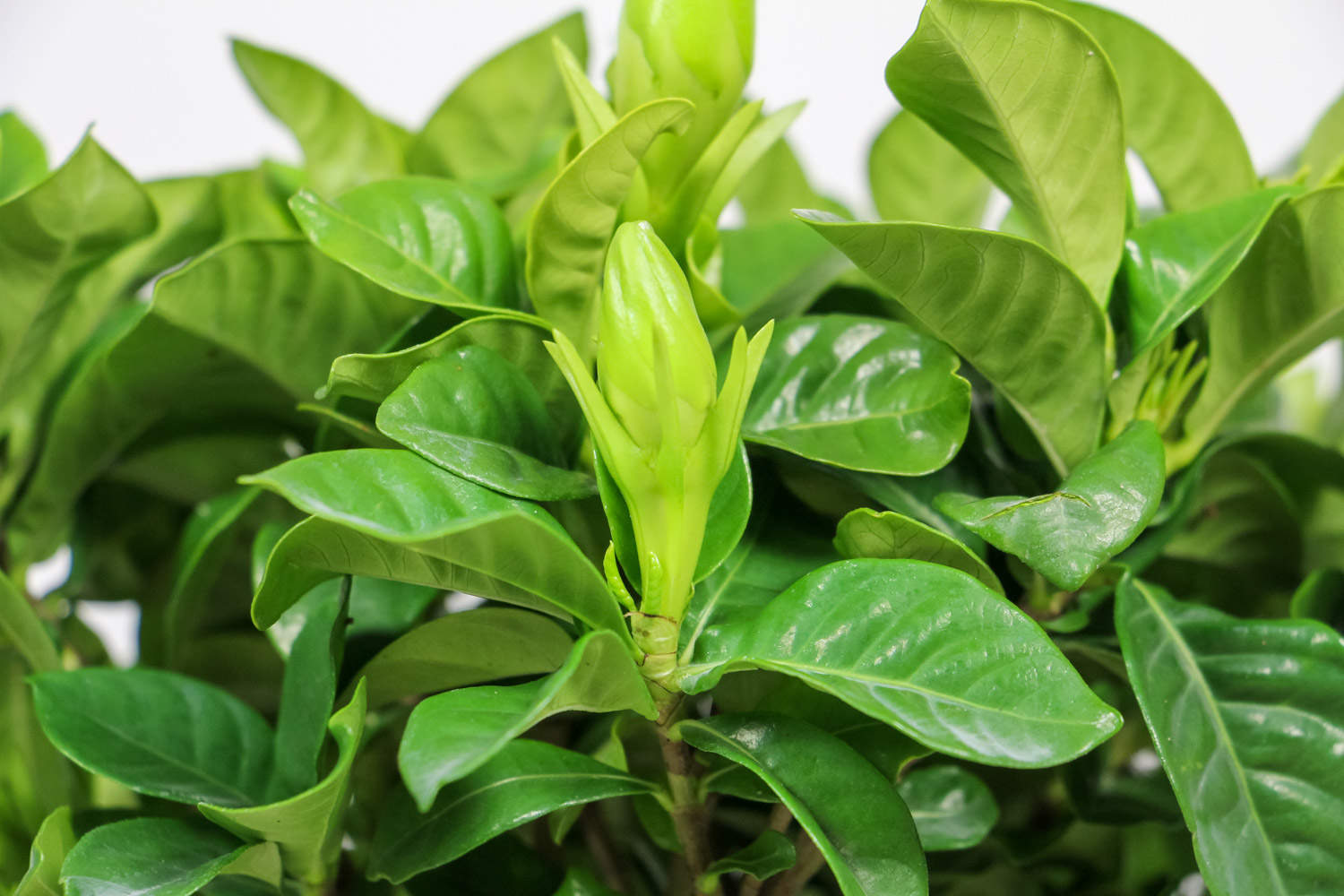 栀子花施肥方法，用什么肥好