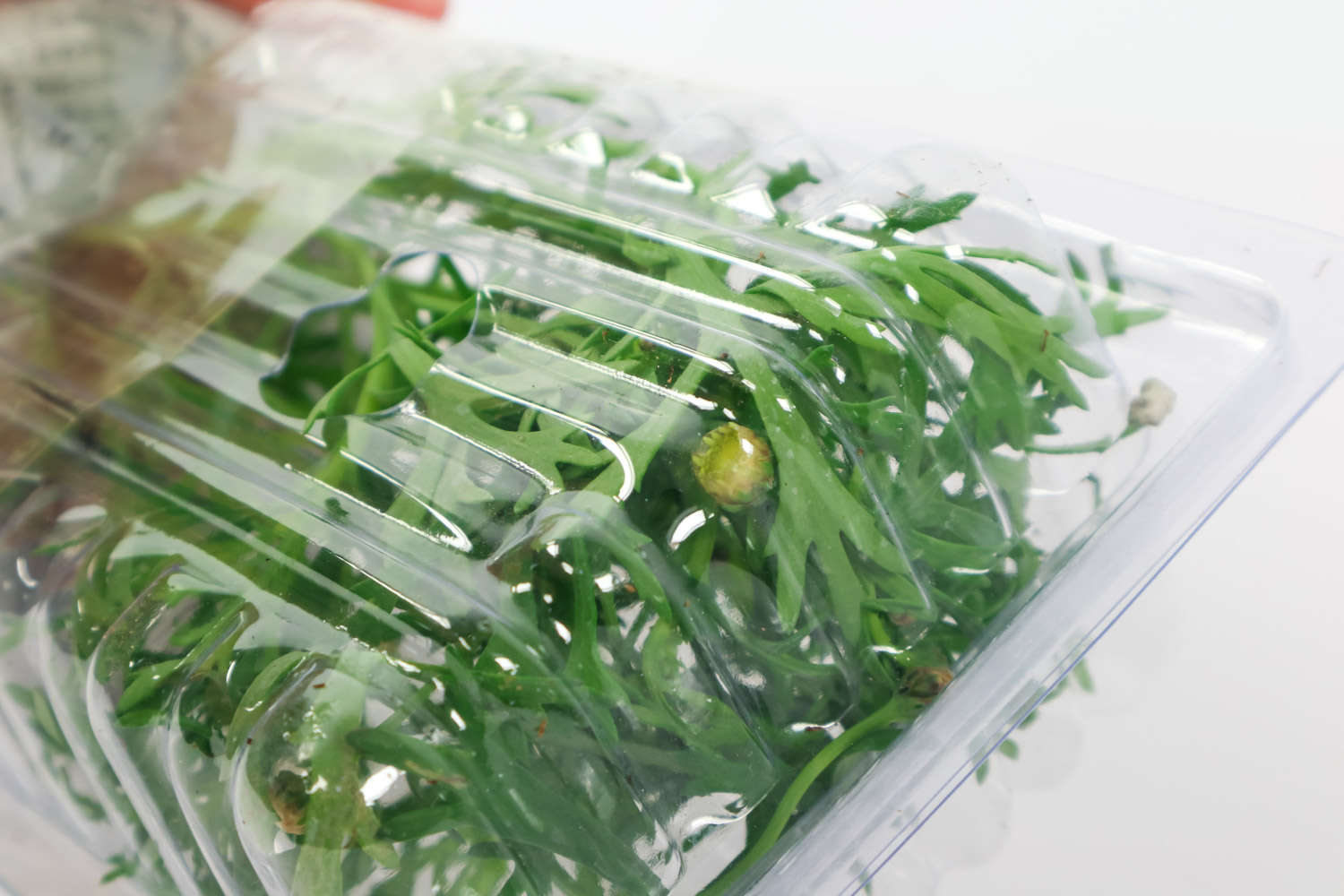 玛格丽特黄叶的原因和处理办法