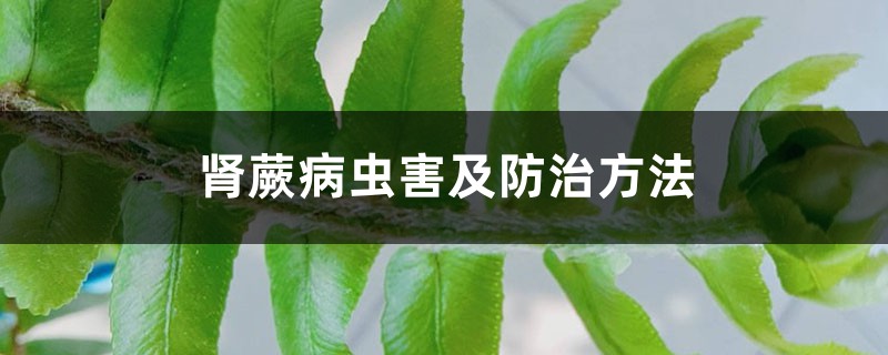 肾蕨