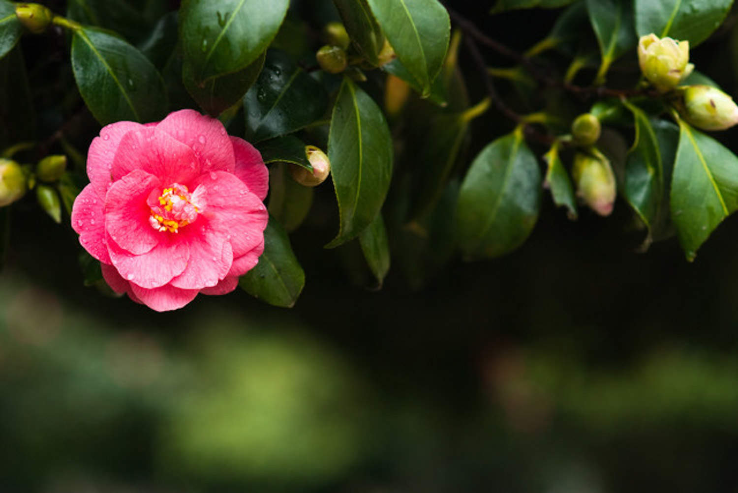 宜春适合养什么花，市花和市树是什么