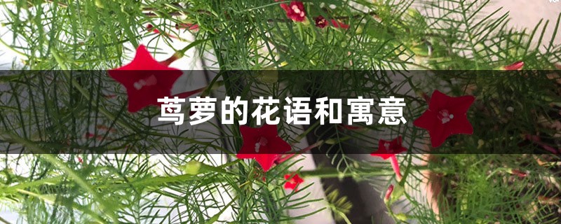 茑萝