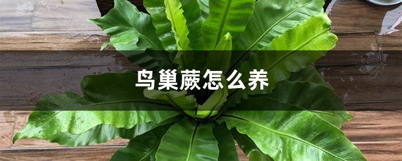 鸟巢蕨