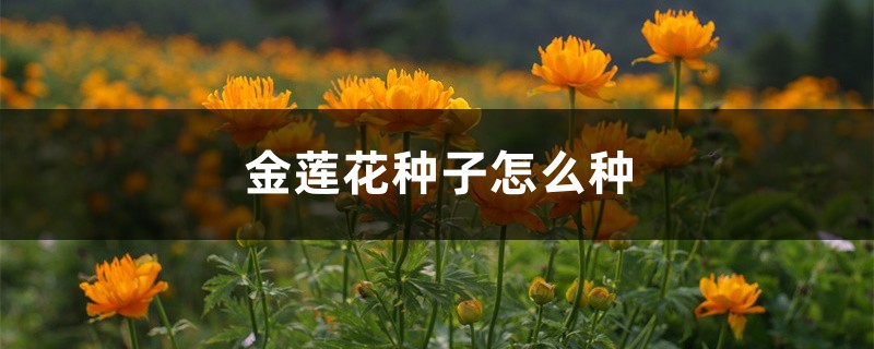 金莲花