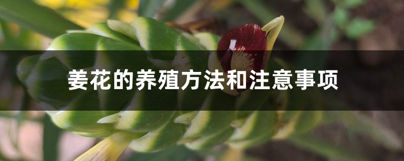 姜花