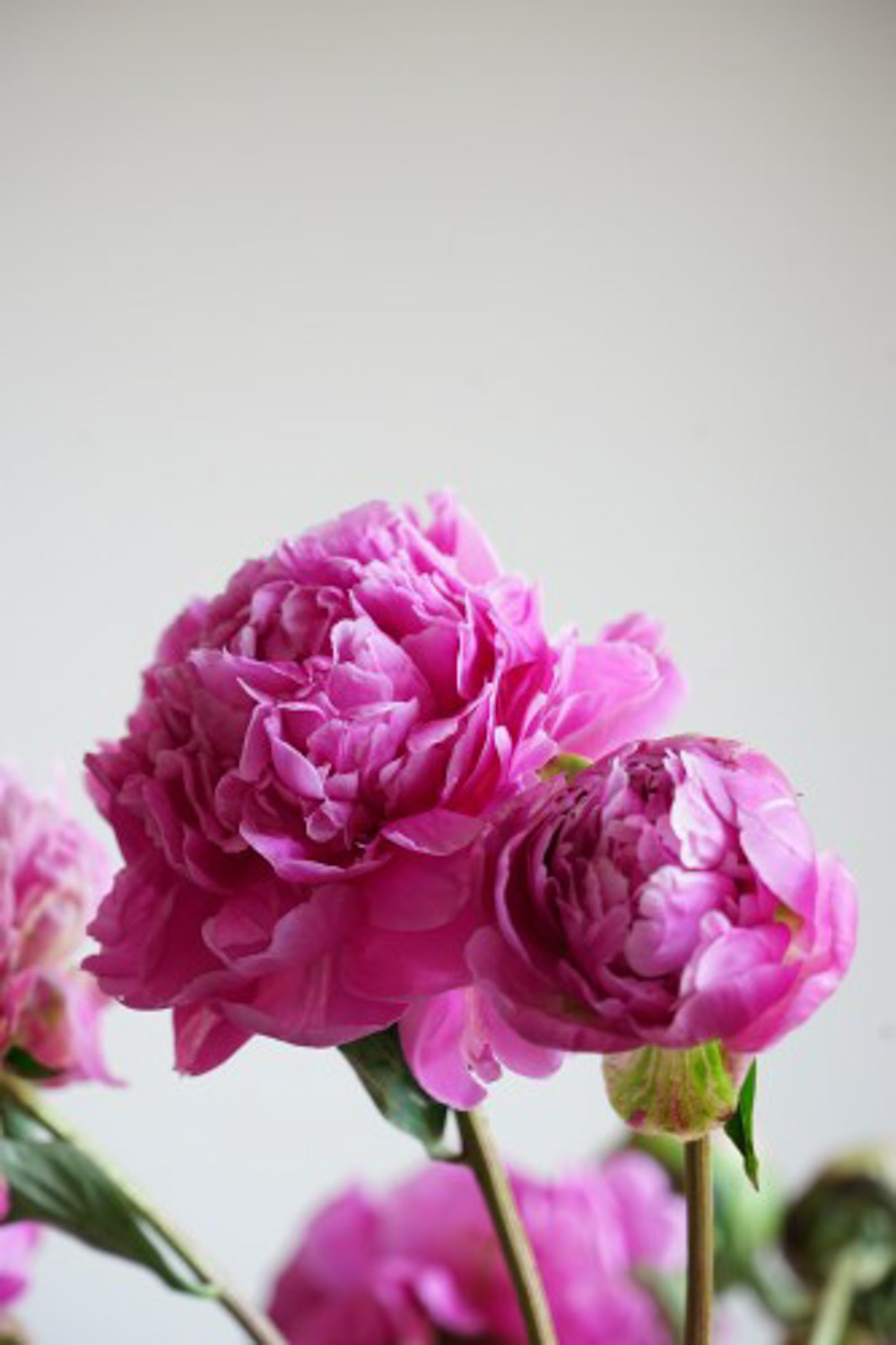 芍药叶子发黄怎么回事，芍药叶子枯萎