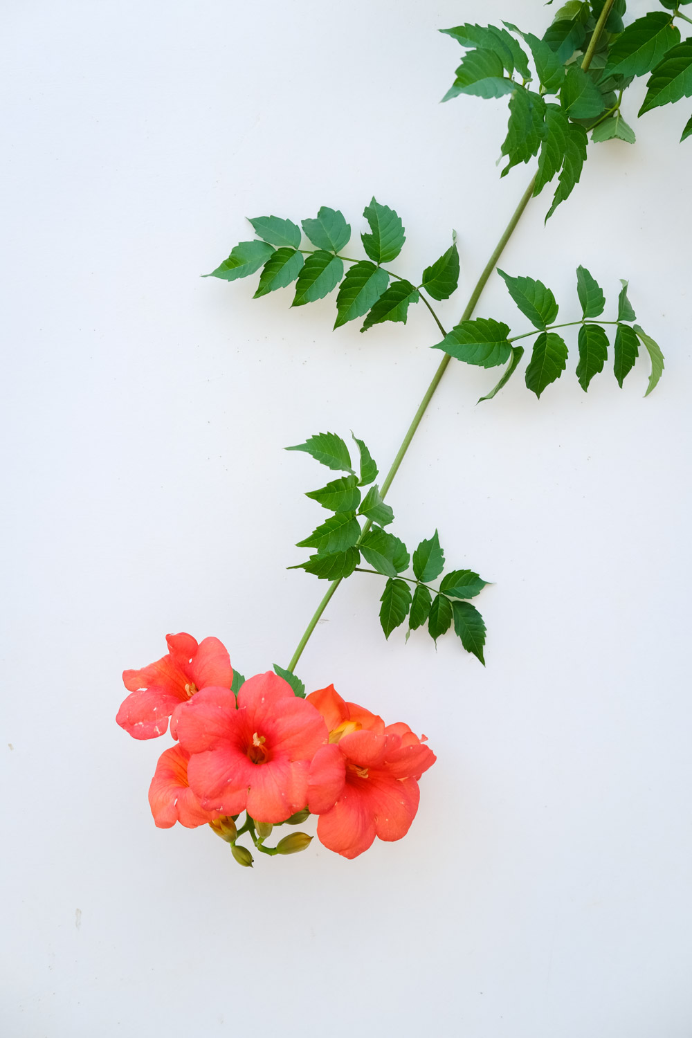 凌霄花冬季大量掉叶怎么办，冬季需要修剪吗