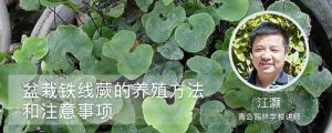 铁线蕨