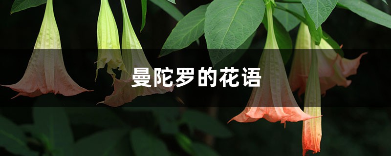 曼陀罗