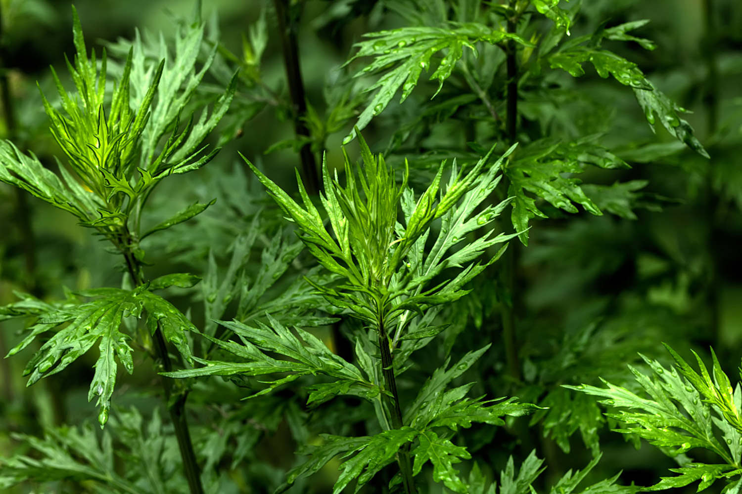 辟邪的植物有哪些