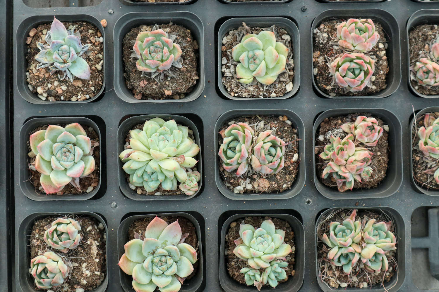 多肉植物根烂了怎么办