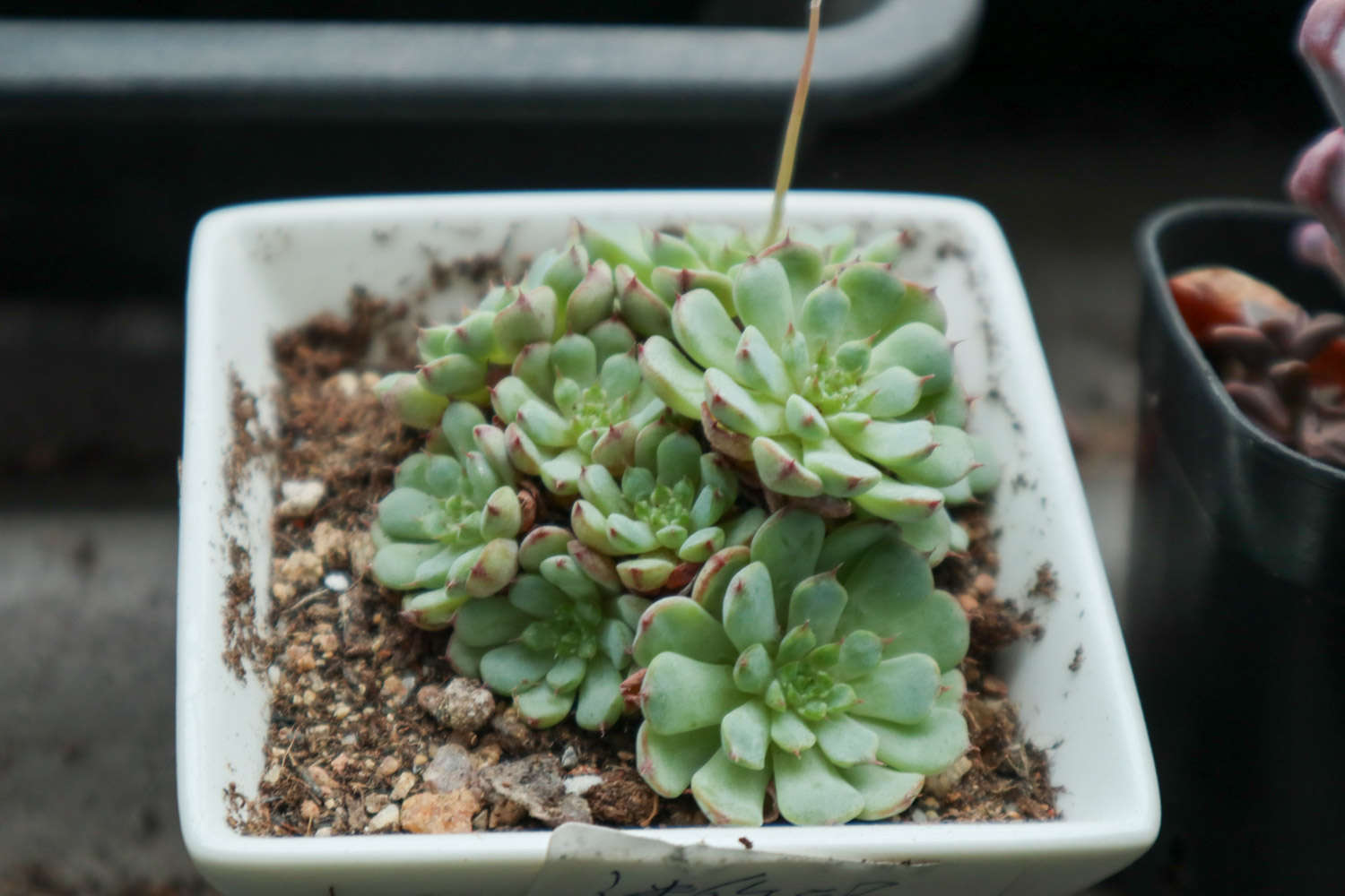 多肉植物长白色虫子怎么办