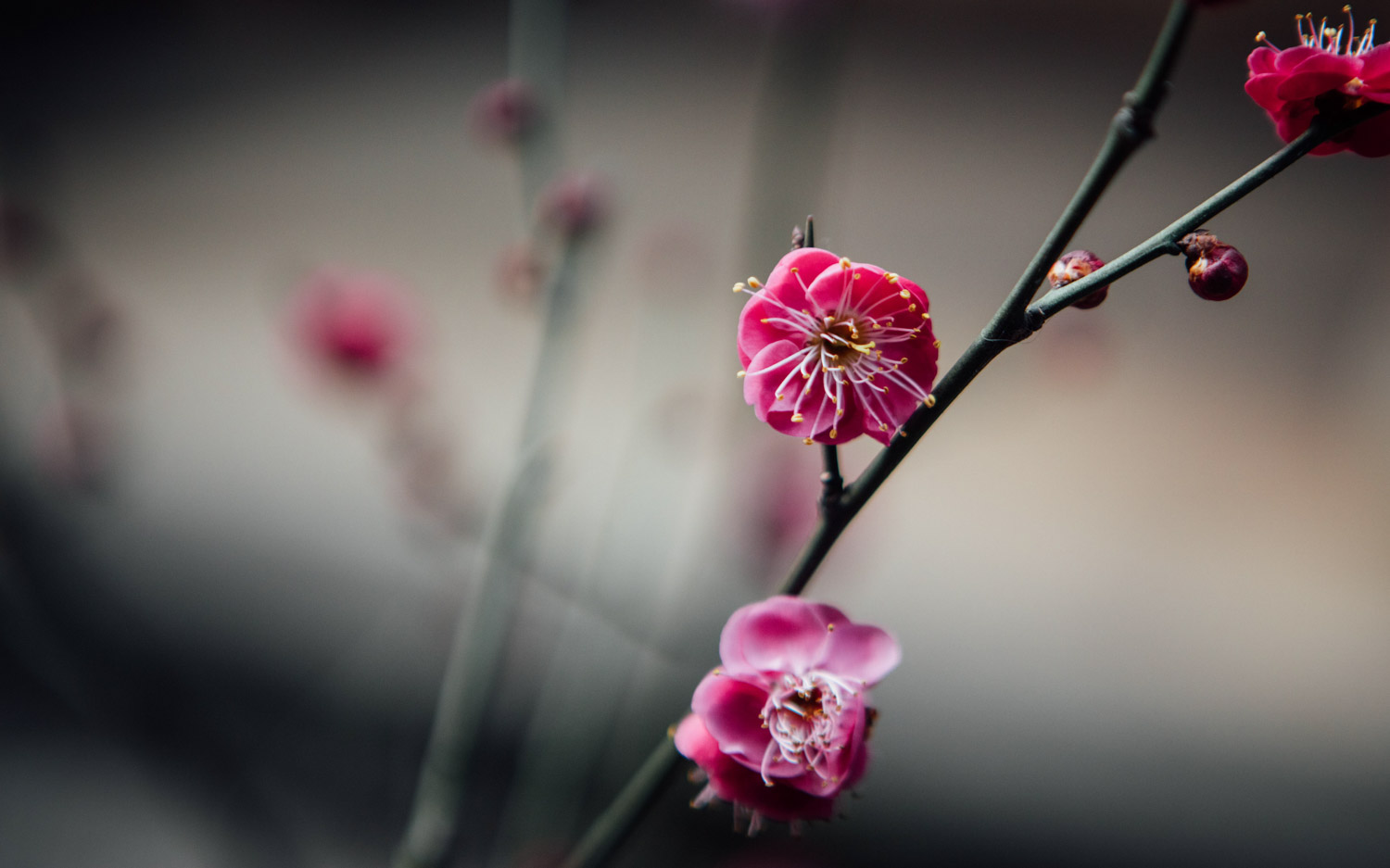 梅花施肥方法，用什么肥好