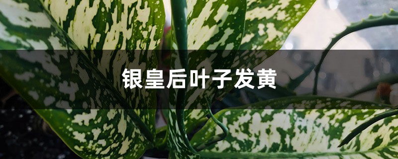 银皇后