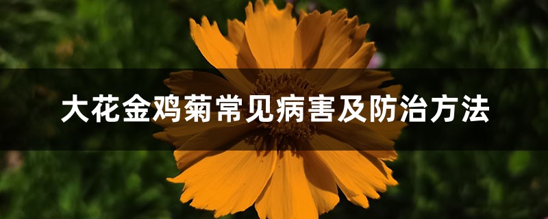 大花金鸡菊