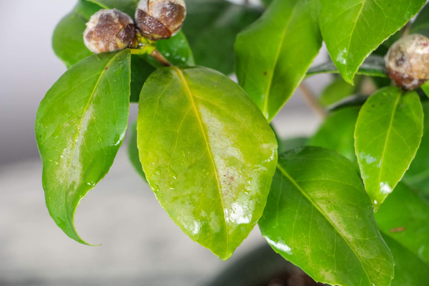 茶花掉老叶子是怎么回事