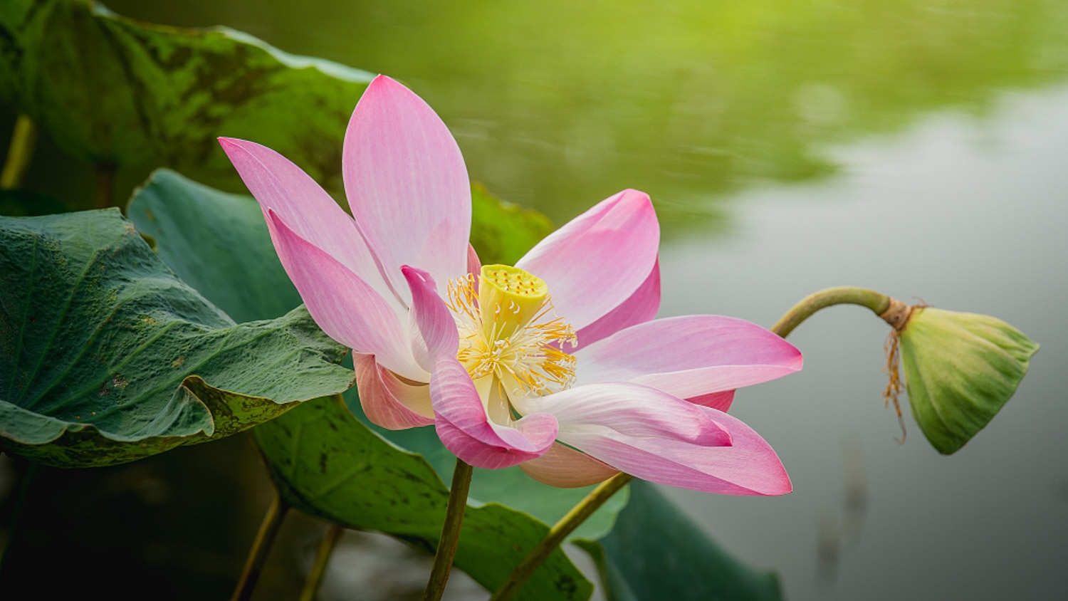 莲花施肥方法，用什么肥好