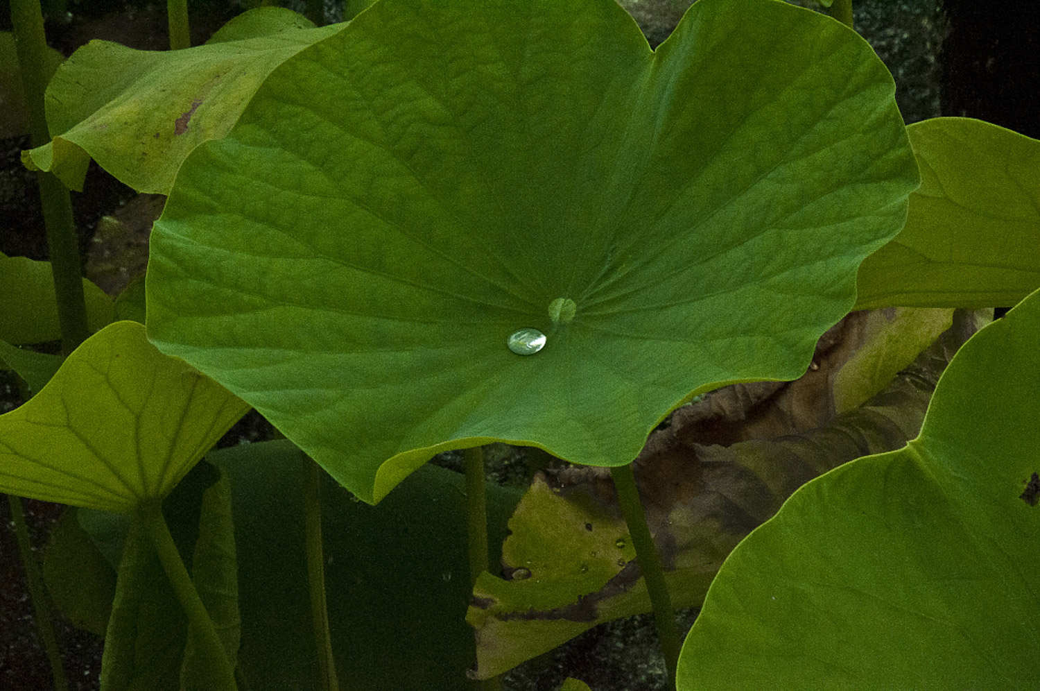 莲花施肥方法，用什么肥好