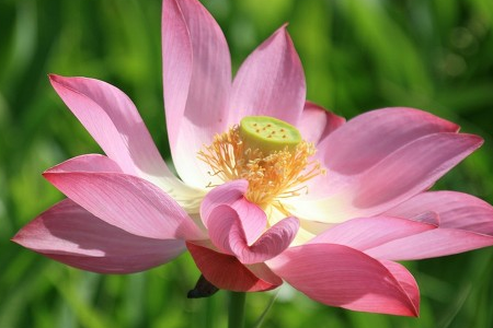 莲花为什么烂叶，烂叶怎么办
