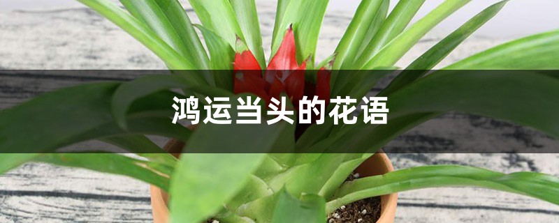 鸿运当头