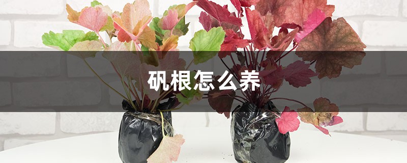 矾根