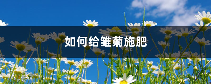 雏菊