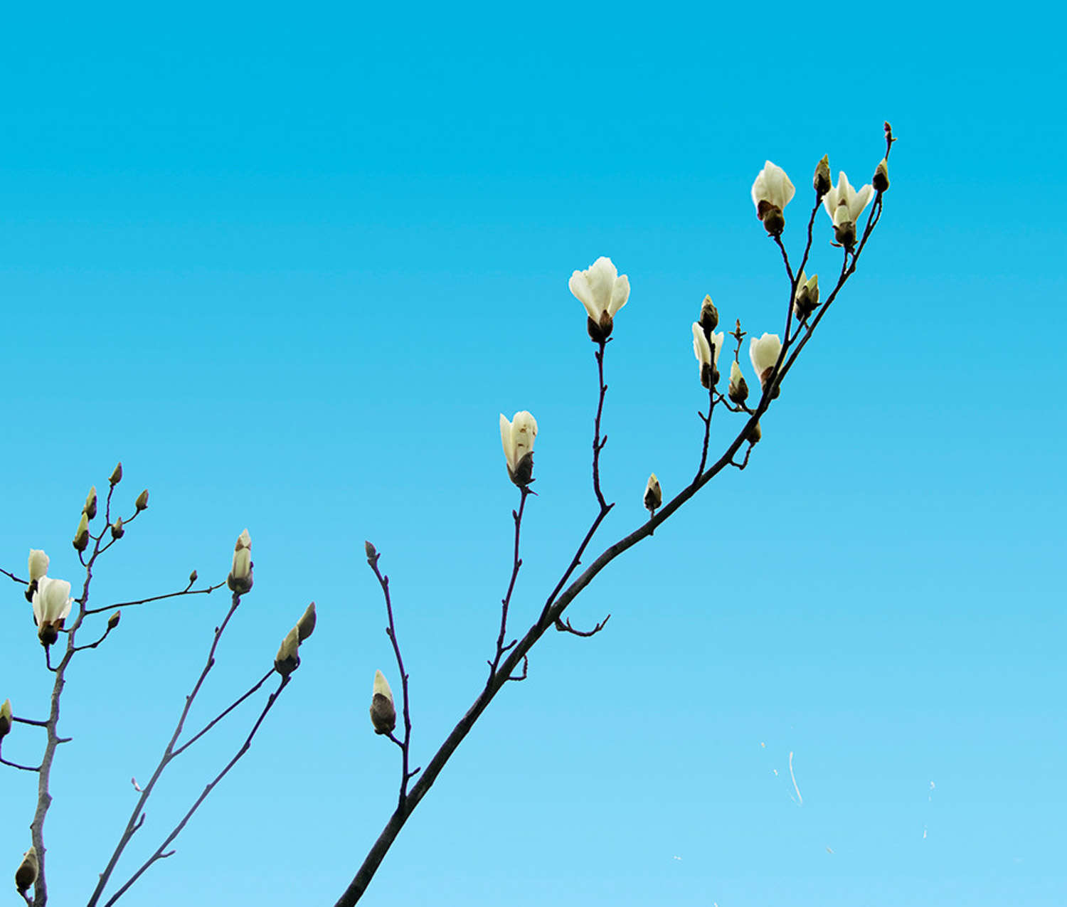 白兰花烂根怎么办