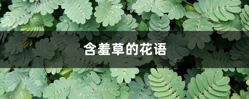 含羞草
