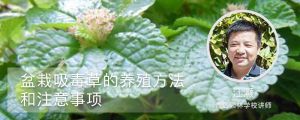 吸毒草