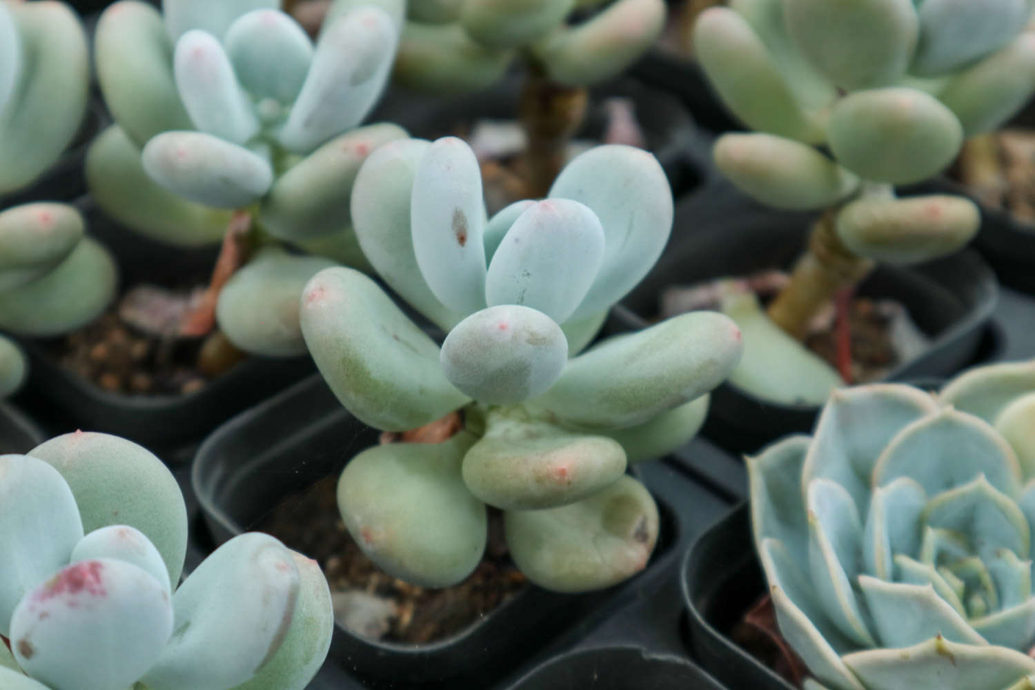 多肉植物怕冻吗，冬天怎么养