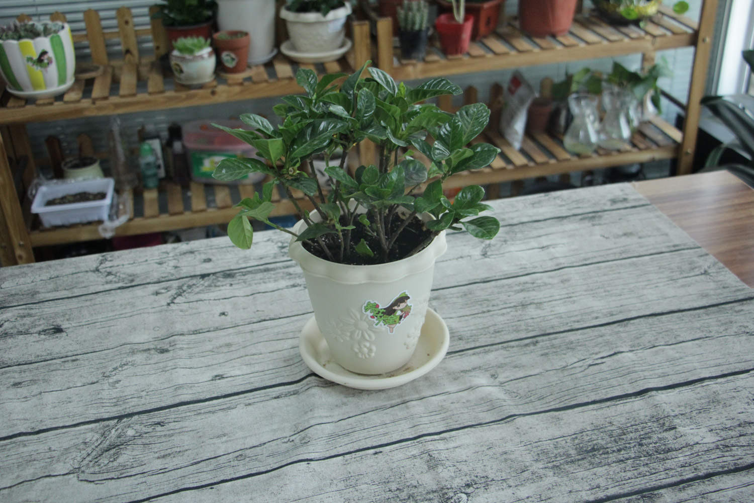 栀子花盆景制作方法