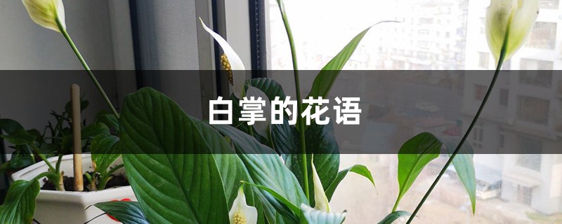 白掌
