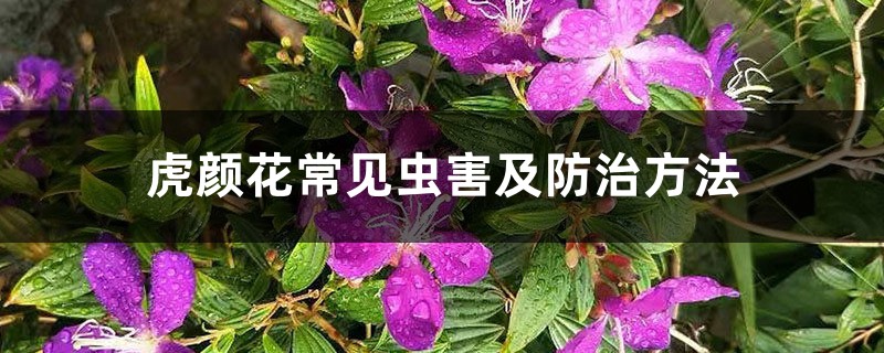 虎颜花