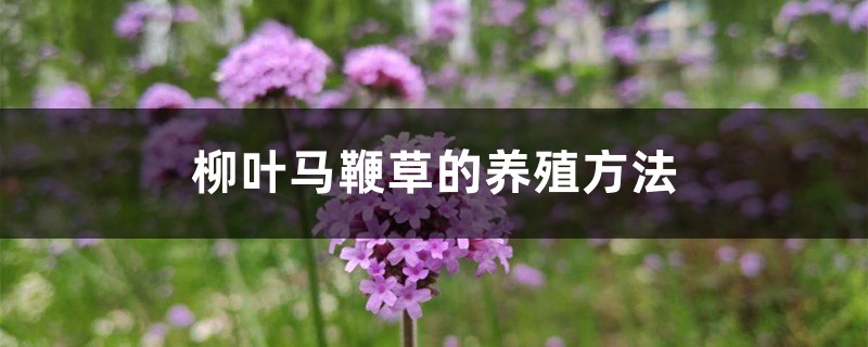 马鞭草